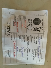 Russula pseudotsugarum