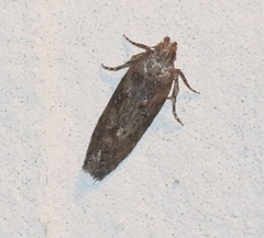 Hypatima