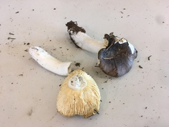 Russula pseudotsugarum