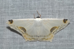 Sericoptera