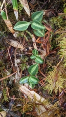 Goodyera nankoensis, photograph (c) Cheng-Te Hsu, some rights reserved (CC BY)