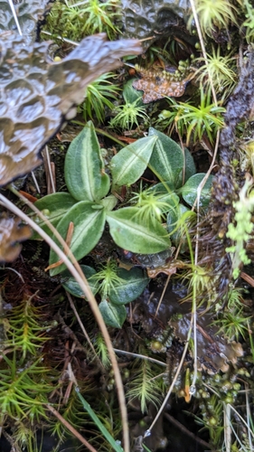 Goodyera nankoensis, photograph 2