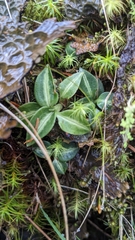 Goodyera nankoensis, photograph (c) Cheng-Te Hsu, some rights reserved (CC BY)