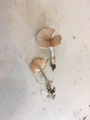 Clitocybe salmonilamella
