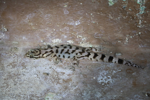 Anaimalai Dravidogecko, Dravidogecko anamallensis