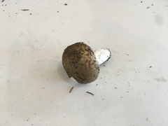 Russula pseudotsugarum