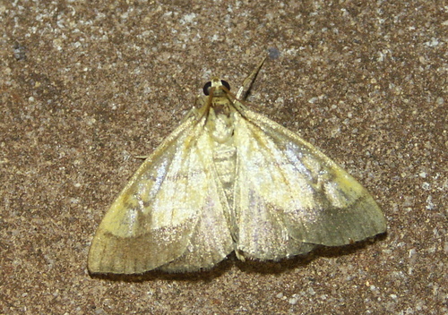 Dark Bordered Pearl, 6721 Bennekom, Nederland, photo 9 of 10