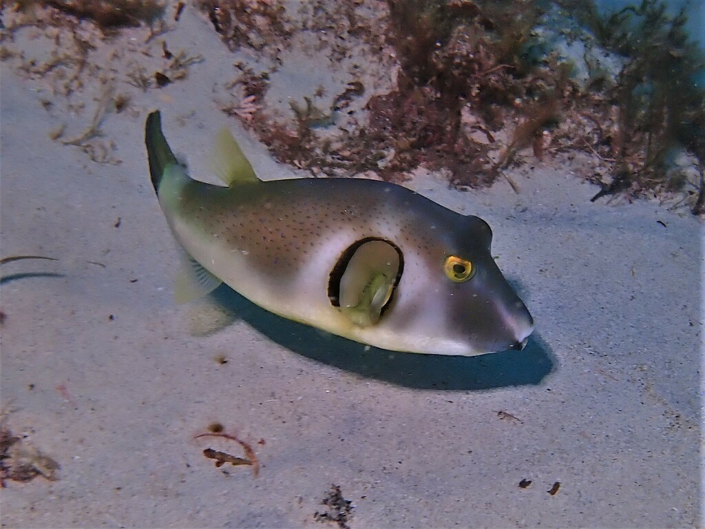 Ringed Pufferfish