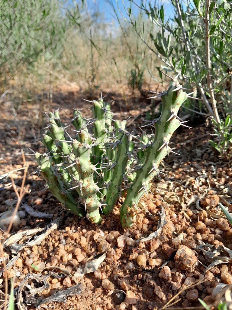 【一点モノ／現地風演出】Euphorbia clivicola 鉢付き発送 一点モノ／現地風演出】Euphorbia clivicola 鉢付き発送