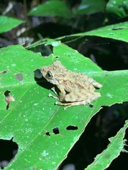 Trench Robber Frog photo 5