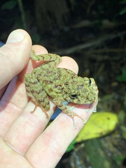 Trench Robber Frog photo 3