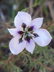 Moraea amissa