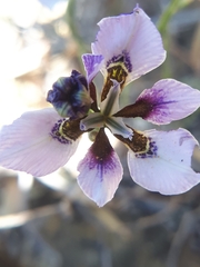 Moraea amissa