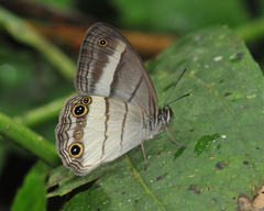 Euptychoides laccine