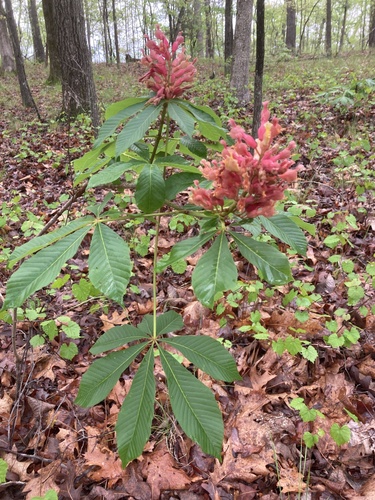 Aesculus X mutabilis