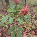 Aesculus × mutabilis - Photo (c) hannahwebber, some rights reserved (CC BY-NC), uploaded by hannahwebber