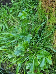 Ranunculus cortusifolius image