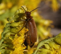 Epicauta callosa