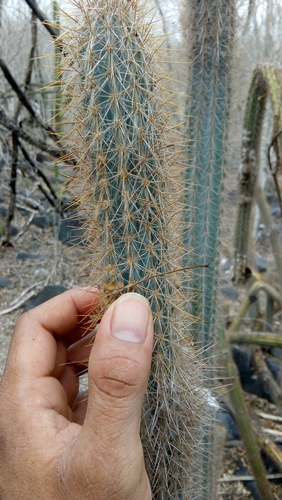Pilosocereus purpusii