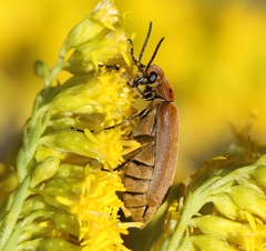 Epicauta callosa