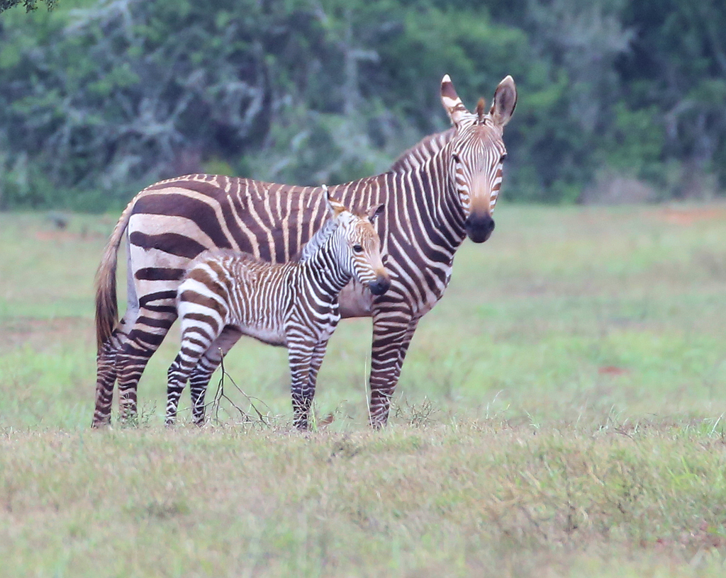 Mountain Zebra