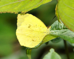 Abaeis xantochlora xantochlora