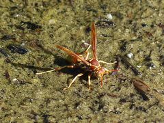 Polistes dorsalis californicus