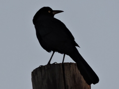 Quiscalus mexicanus