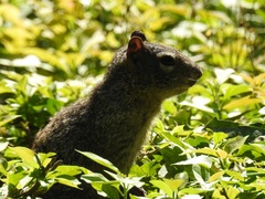 Otospermophilus variegatus