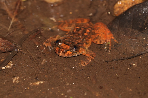 Meowing Night Frog, Nyctibatrachus poocha