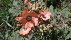 Sphaeralcea cordobensis