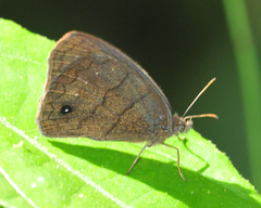 Forsterinaria stella