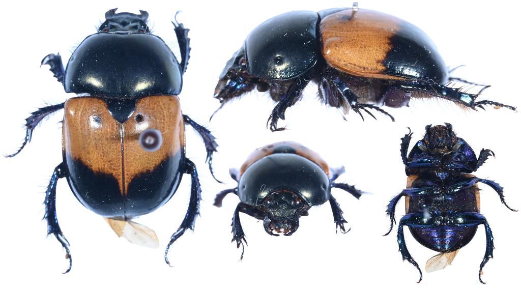Phelotrupes bicolor
