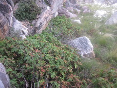 Pelargonium hispidum