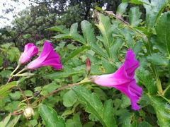 Ipomoea orizabensis orizabensis