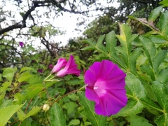 Ipomoea orizabensis orizabensis