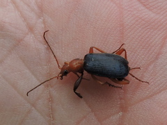 Brachinus