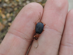 Brachinus