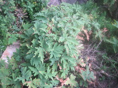 Pelargonium hispidum