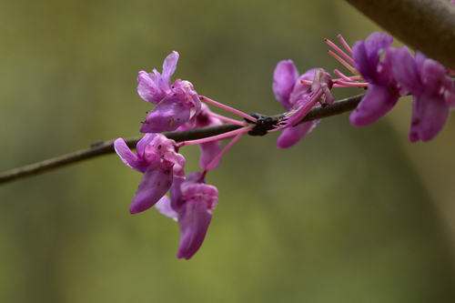 Cercis chingii