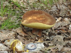 Butyriboletus