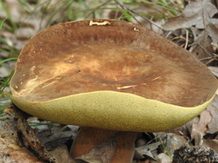 Butyriboletus