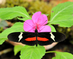 Heliconius clysonymus clysonymus