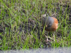 Turdus rufopalliatus