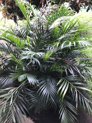 Chamaedorea cataractarum