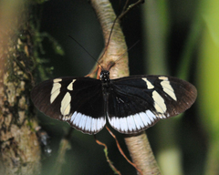 Heliconius cydno cydnides