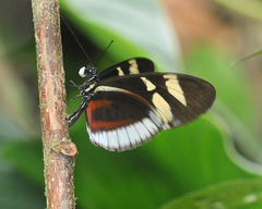 Heliconius cydno cydnides
