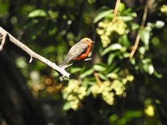 Pyrocephalus rubinus