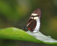 Heliconius cydno cydnides