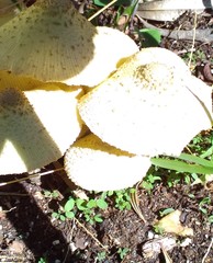 Leucocoprinus birnbaumii